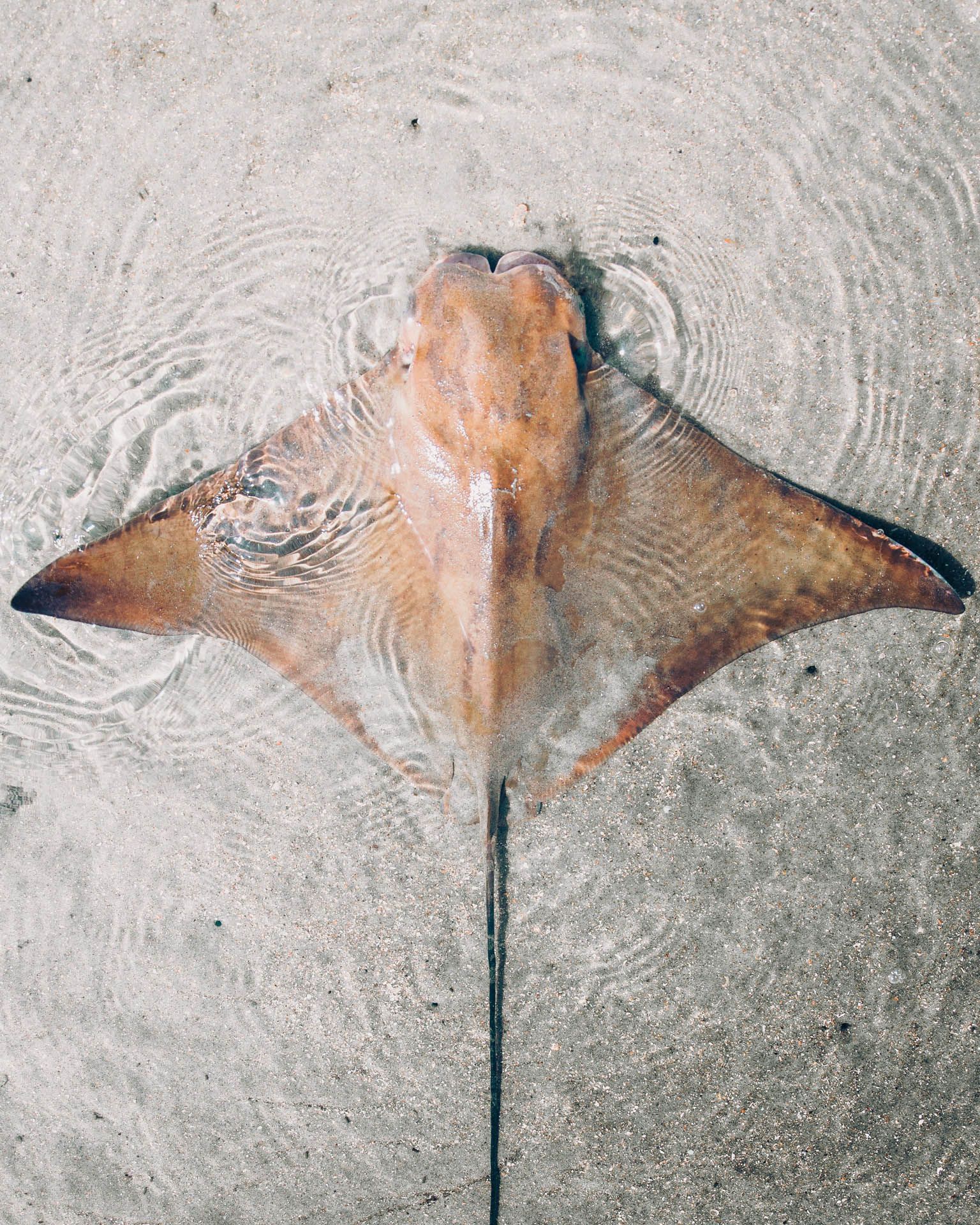 Scuba diver silhouetted against blue water surrounded by fish