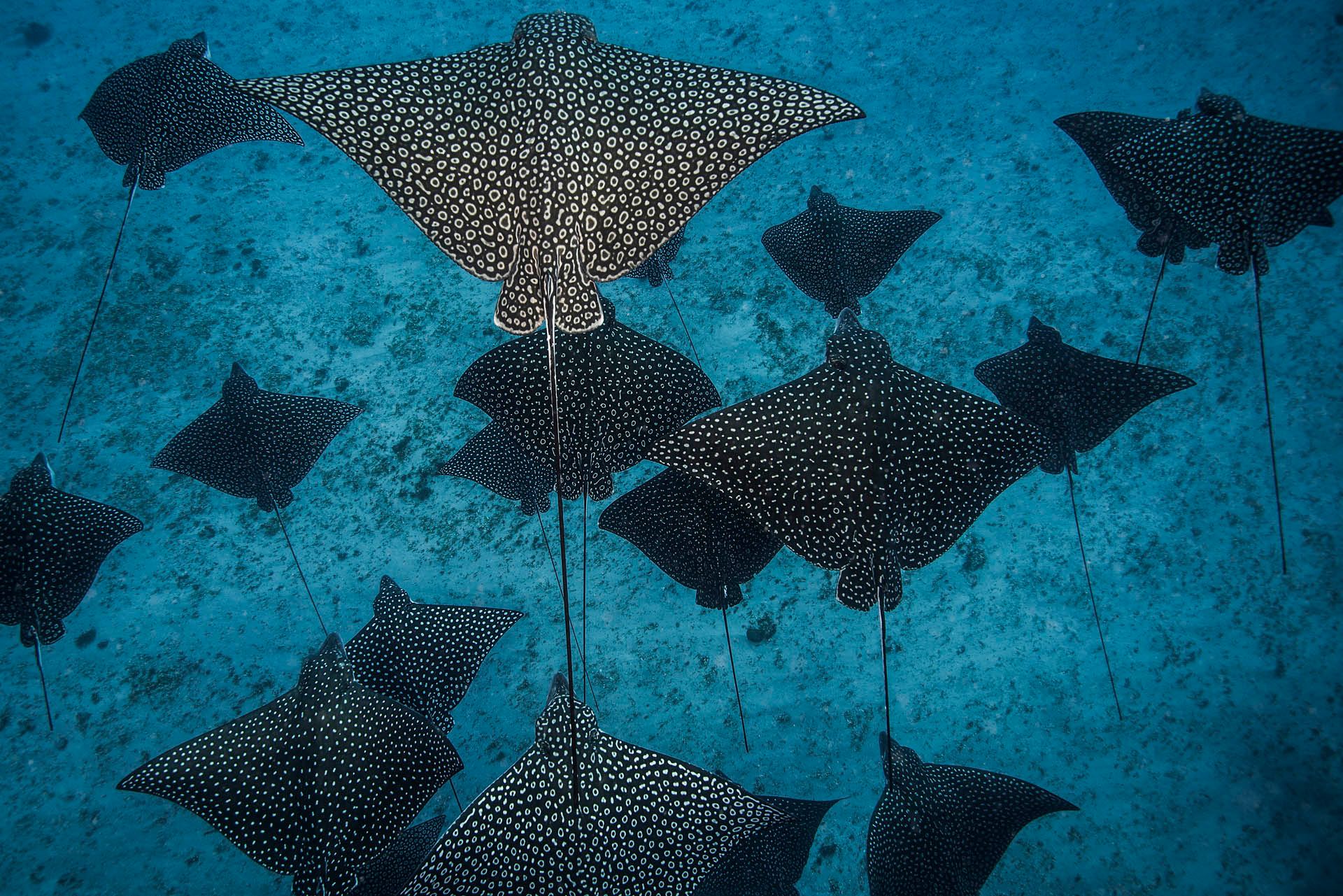 Eagle rays gliding gracefully through clear blue water